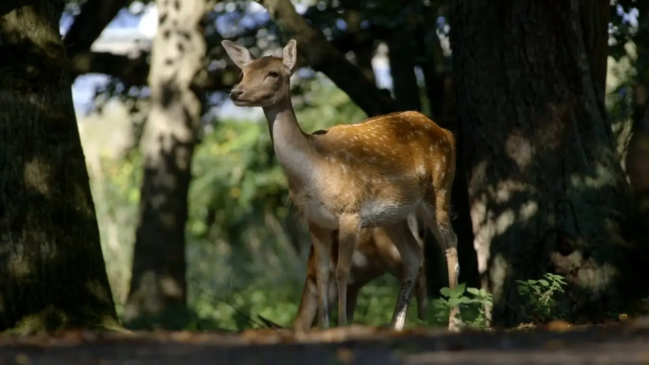Standbild aus dem Film Ursprung: das Wild aus Mecklenburg